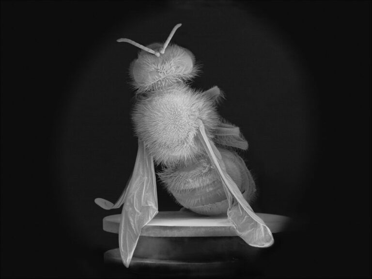 noble dead bee portrait 02 1024x768