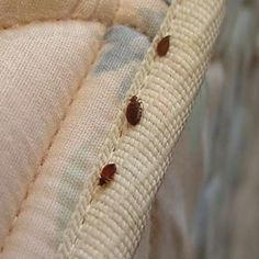 Bed Bug Exterminator Los Angeles: Your Trusted Partner in Bed Bug Eradication