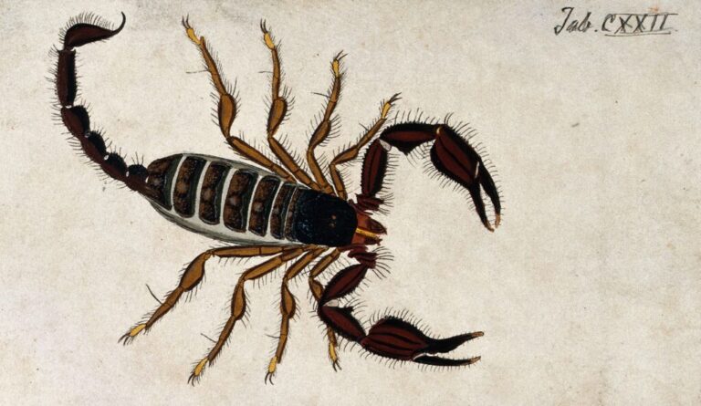 a large scorpion buthus granulatus coloured engraving wellcome v0022403 1024x593