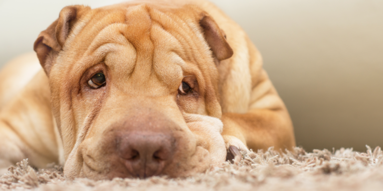 shar pei rug gID 7.png@png