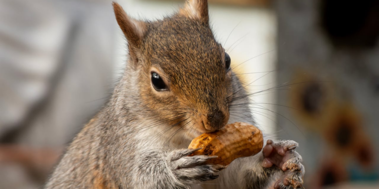 1732602269 peanut squirrel gID 7.jpg@png