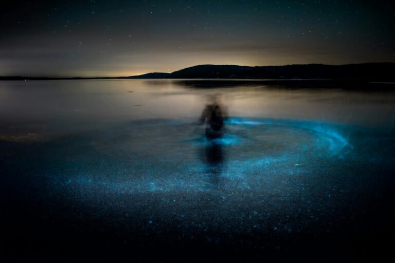 Bioluminescence san juan islands washington Owen Perry RM