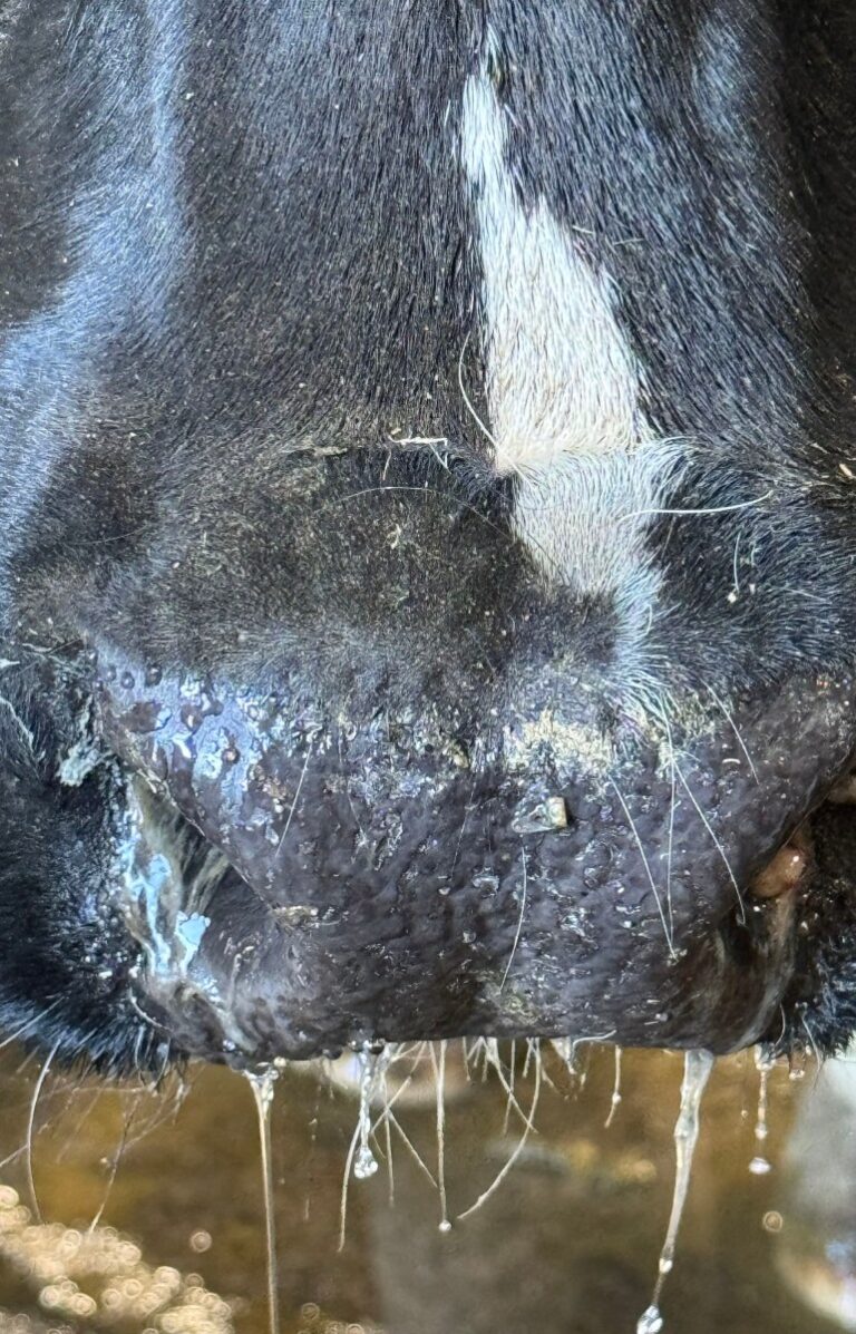 Bird Flu Fail – Vet 2 Cow