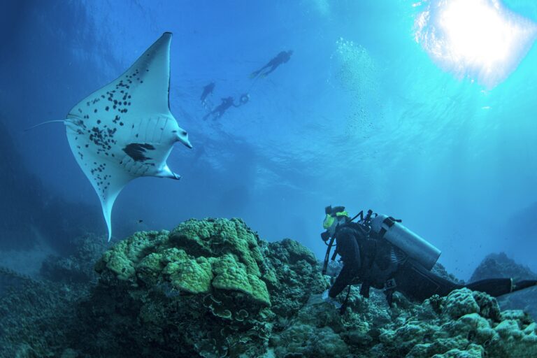 diving with manta rays Bora Bora