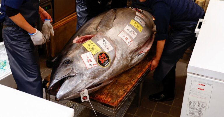 2025 01 05t062242z 501805547 rc2f3cafqjur rtrmadp 3 new year japan tuna auction