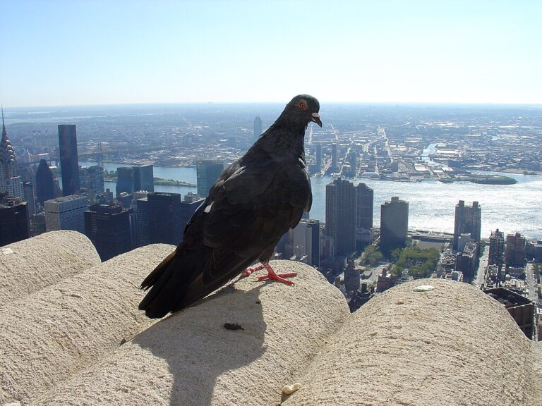 1024px feral pigeon empire state building new york city usa 31aug2008b